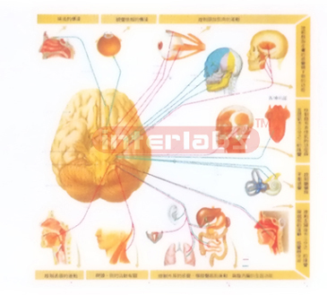 HUMAN BRAIN NERVE SERIES AND MAJOR FUNCTION MODEL